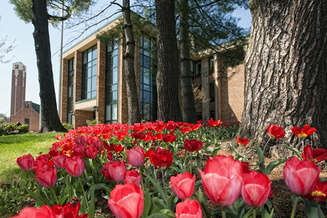 Landscaped red flowers with a building in the background.